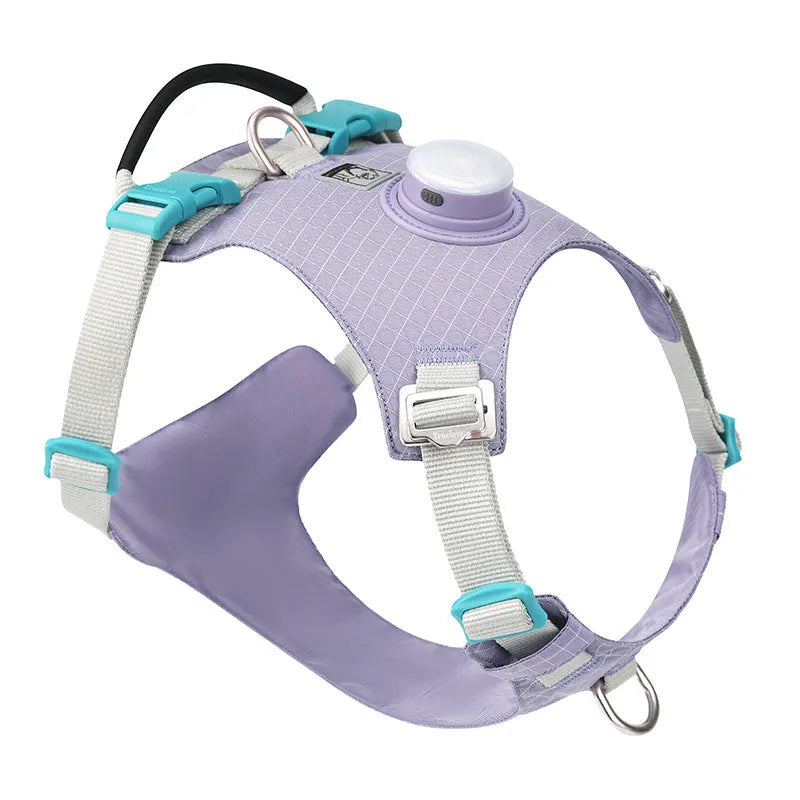 Dog wearing a nylon chest harness with integrated LED night light for evening walk safety