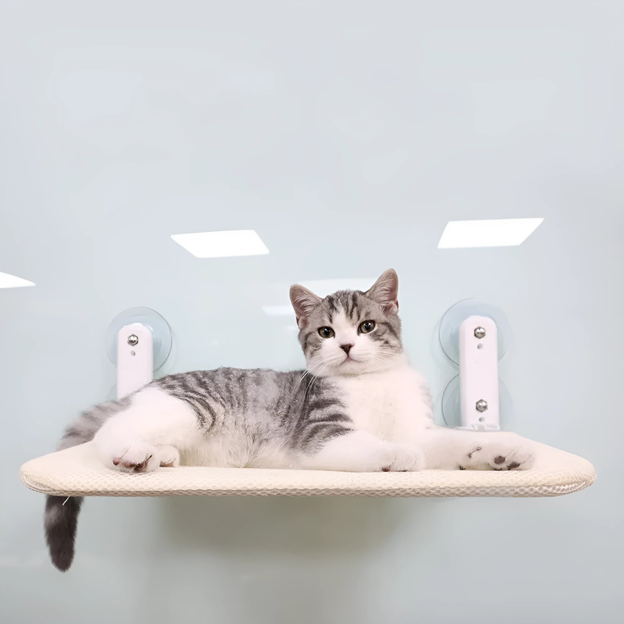 Foldable cat hammock with stainless steel suction cups attached to a window, showing beige mesh fabric option.
