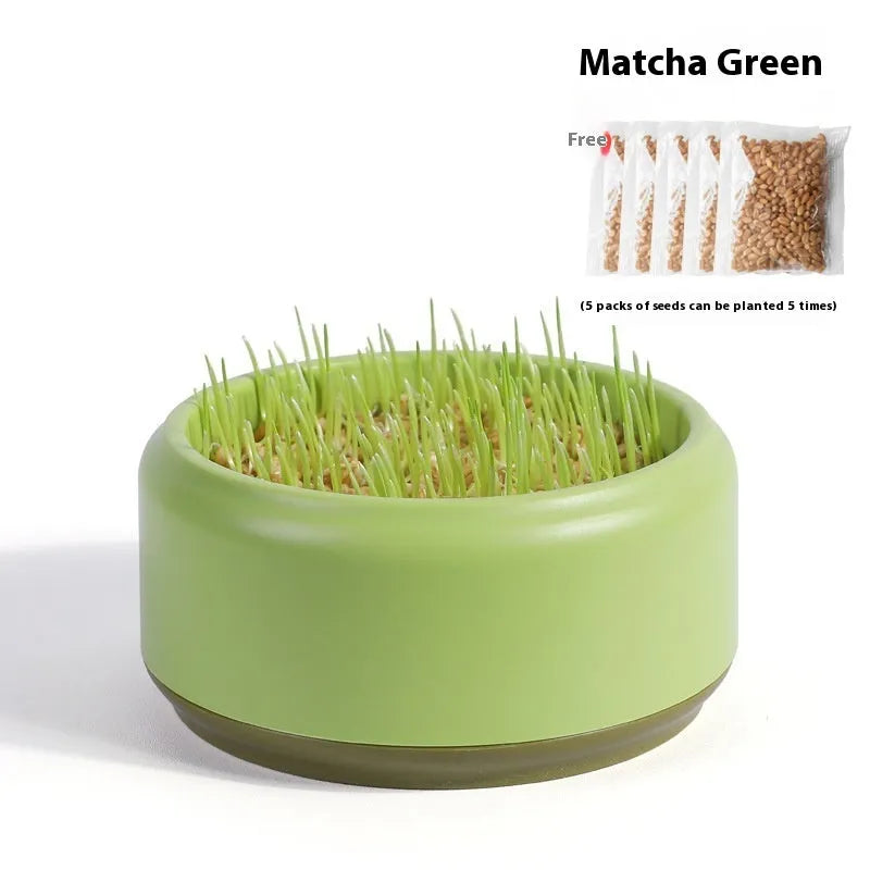Hydroponic cat grass kit with plastic cup and seed packets in blue, green, yellow colours
