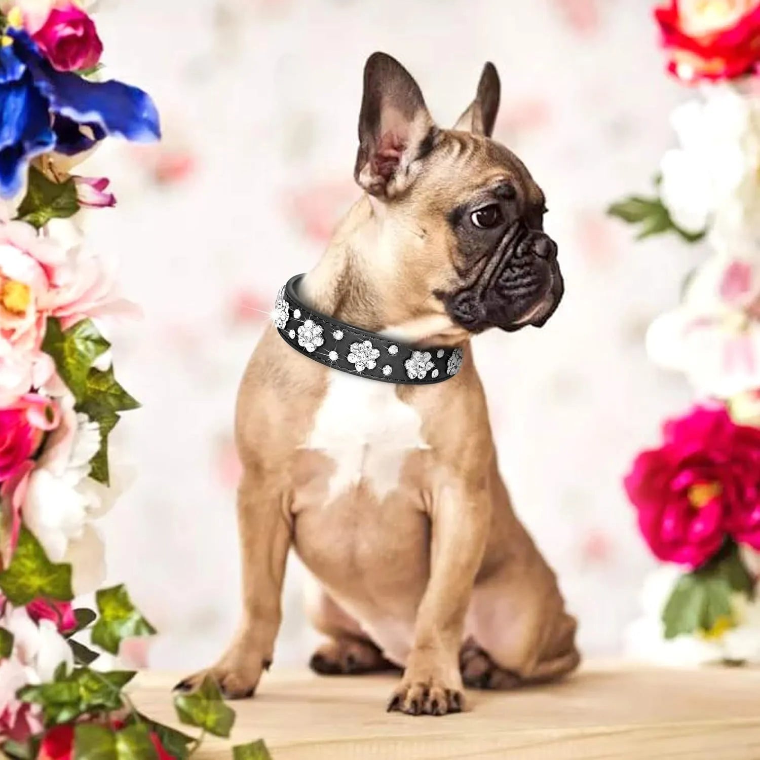 Black PU leather dog collar with rhinestone flower pattern and metal D-ring on a small dog.